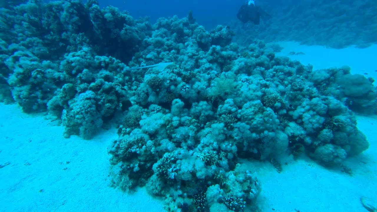 DIVING KUSTO SHARM MART 2020