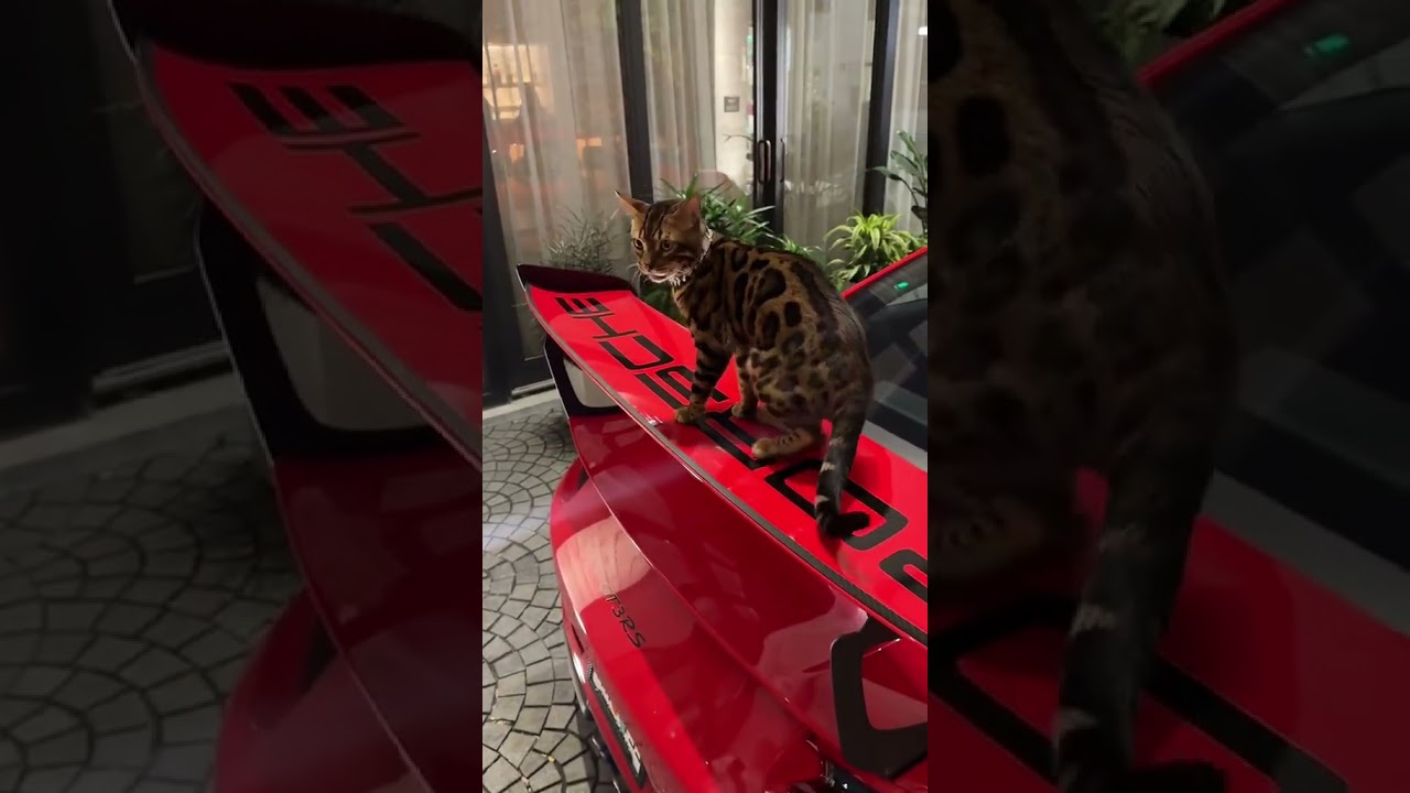 foreign cat and porche 911 #shorts #viral #trending #fyp