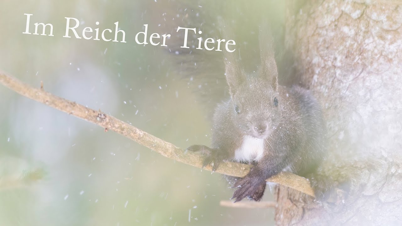 Im Reich der Tiere