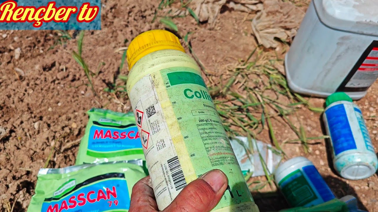 domatez kavun biber patlıcan mantar hastalıkları için kullanılan ilaçlar mildiyö külleme karaleke