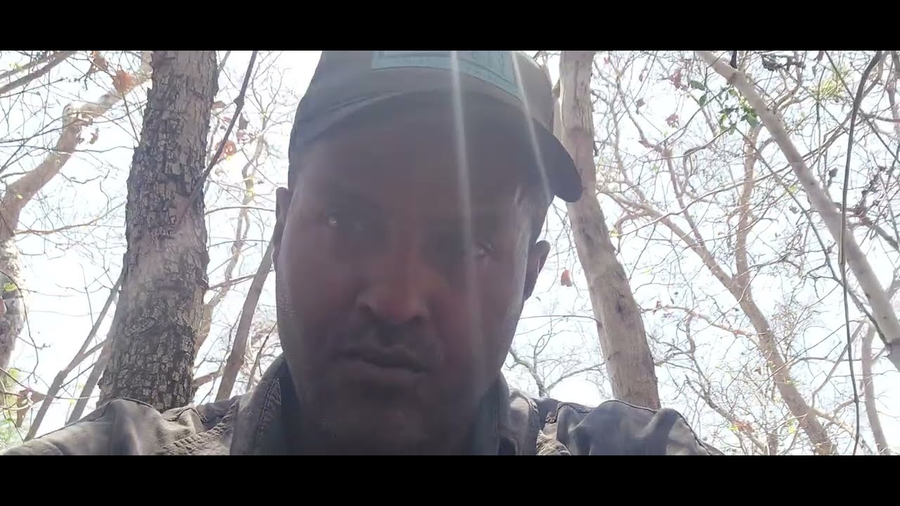 Dicas de caçada, vamos conhecer uma CAMA DE🦌 VIADO, VEADO DO CAMPO.