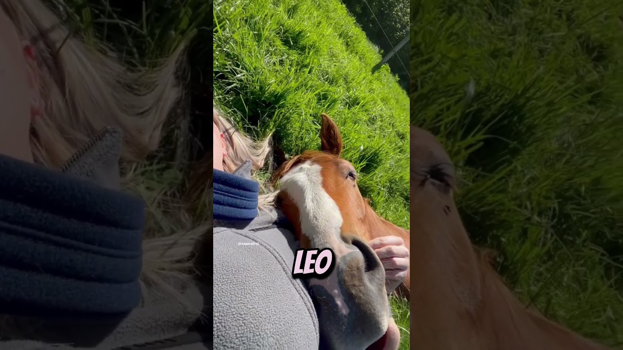 Amazing story about an amazing horse! #animals #horse #ytshorts #shorts #youtubeshorts #viralvideo