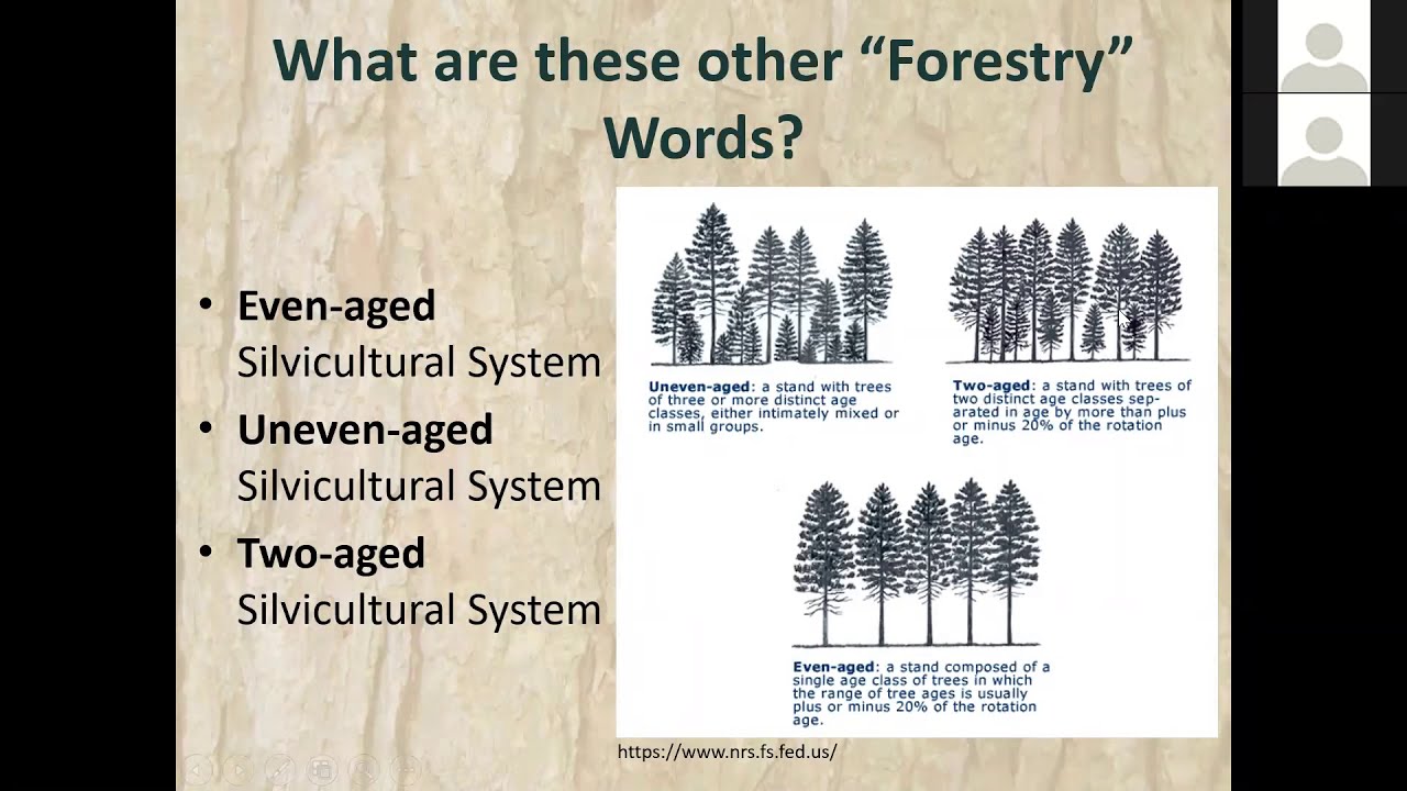 Silviculture & Forest Management in a Nutshell with NJ Forest Service