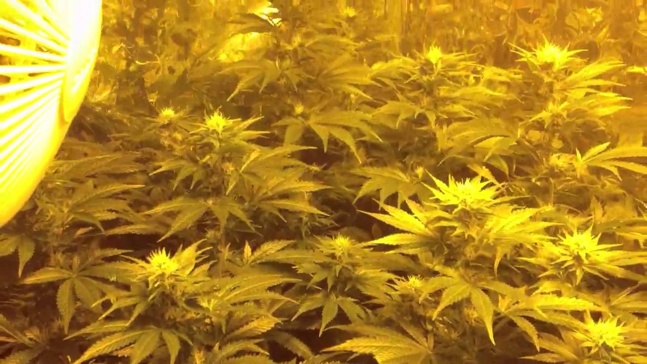 Afghani Bullrider Marijuana Grow