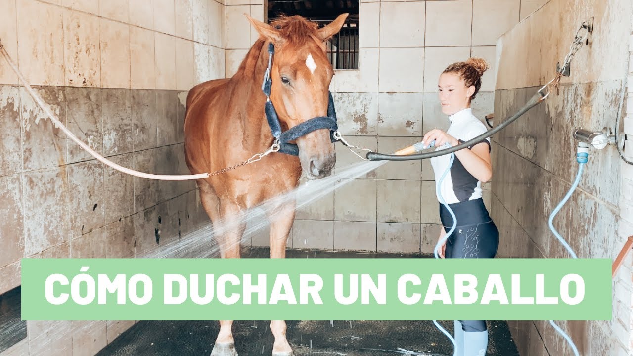 Cómo duchar a un caballo con jabón || Tutorial