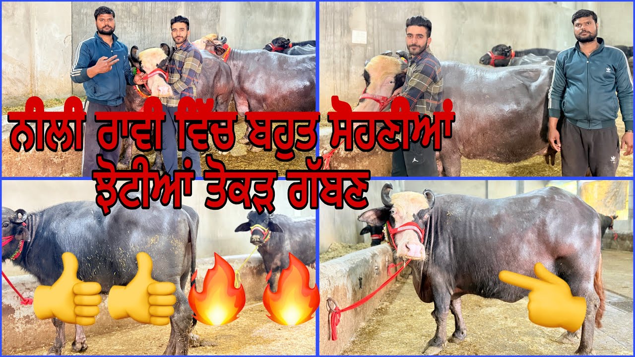 16 ਫਰਵਰੀ 2026 ਫ਼ੋਨ 8427407053👈 ਮਾਣਾ ਡੇਰੀ ਫਾਰਮ ਪਿੰਡ ਭੋਮਾ ਅੰਮ੍ਰਿਤਸਰ ਨੀਲੀ ਰਾਵੀ ਤੋਕੜ ਗੱਬਣ ਟੋਪ ਝੋਟੀ 🔥🔥😍😍