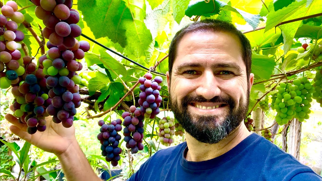 UVA AZEDA NUNCA MAIS - COMO ADUBAR A UVA