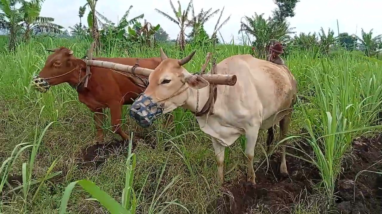 Membajak lahan yang kering