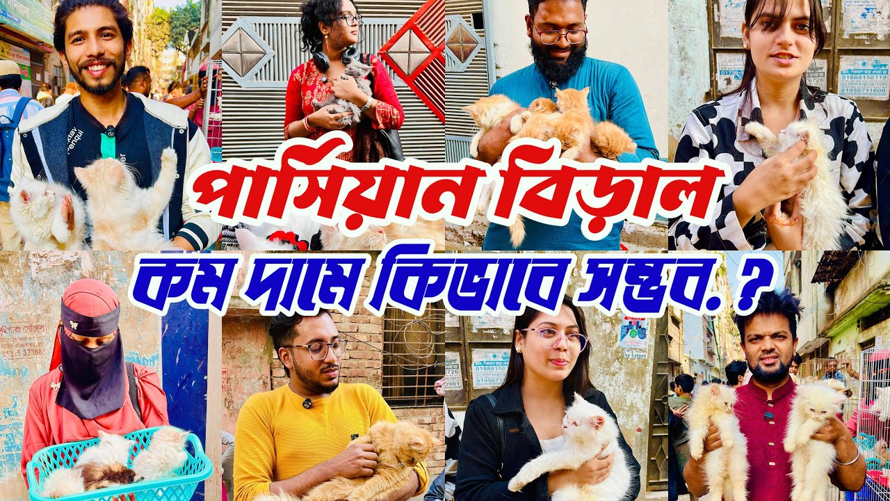 পার্শিয়ান বিড়াল কম দামে কিভাবে সম্ভব। Mirpur Cat Market | মিরপুর ১ বিড়াল মার্কেট @ronginpakhiwala 