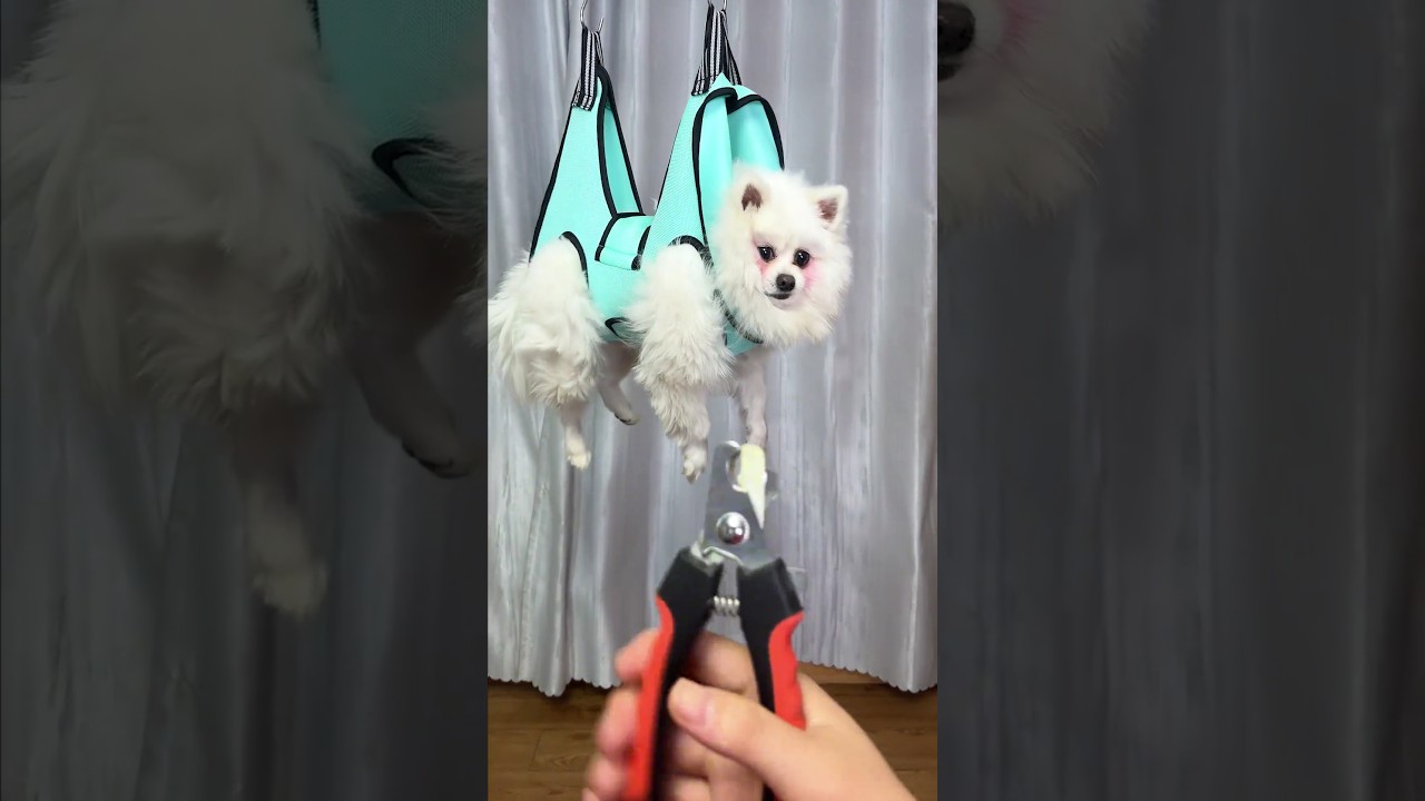 This Cat was Painted Blue by Some Cruel People 🥺 #shorts #love #kind #corgi #puppy #cat #tuffy