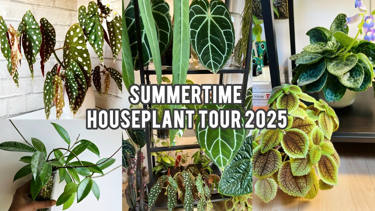 Summer Houseplant Tour 2025 🌿 Full Living Room Collection Pt 1