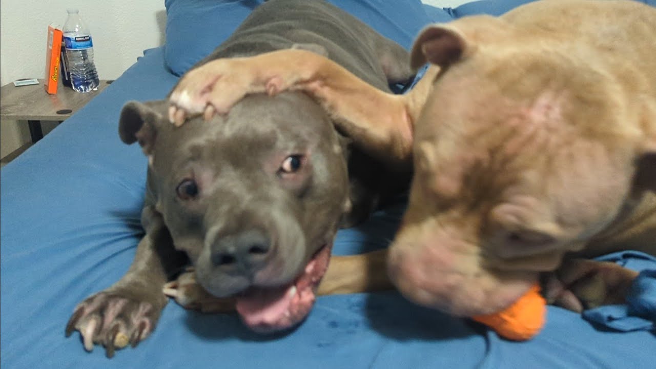 Talking Pitbull Gets Mad At His Brother For Not Sharing The Toy 🤬😂