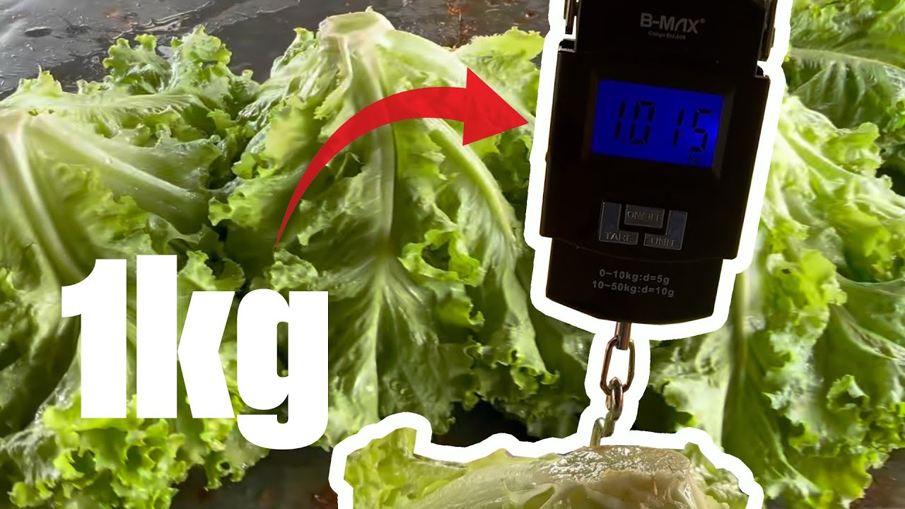 ⭐ ALFACES DE 1kg: O resultado real do cultivo 🌱🥬