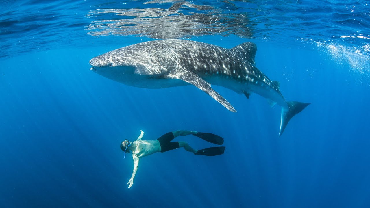 Life In Brine - A Journey Underwater