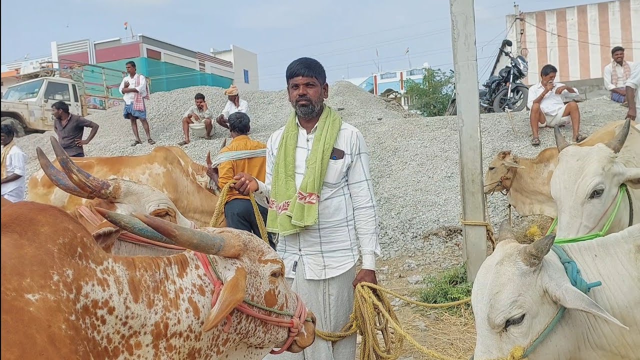 Turpu Bulls prices in devarakadra | poda turpu | oxen prices &lrm;@PURNA FARMS AGRICULTURE&nbsp;