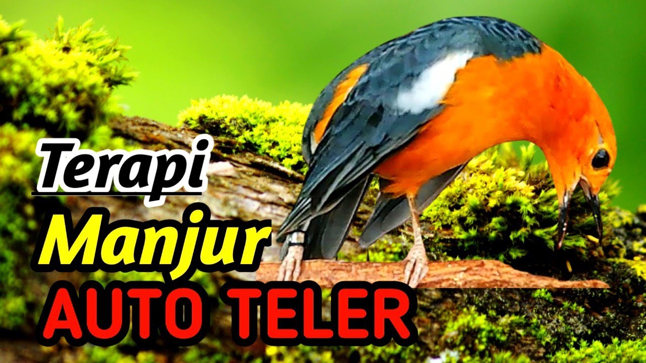 Anis Merah Lomba Siap Tempur | River Sound Relaxation Therapy