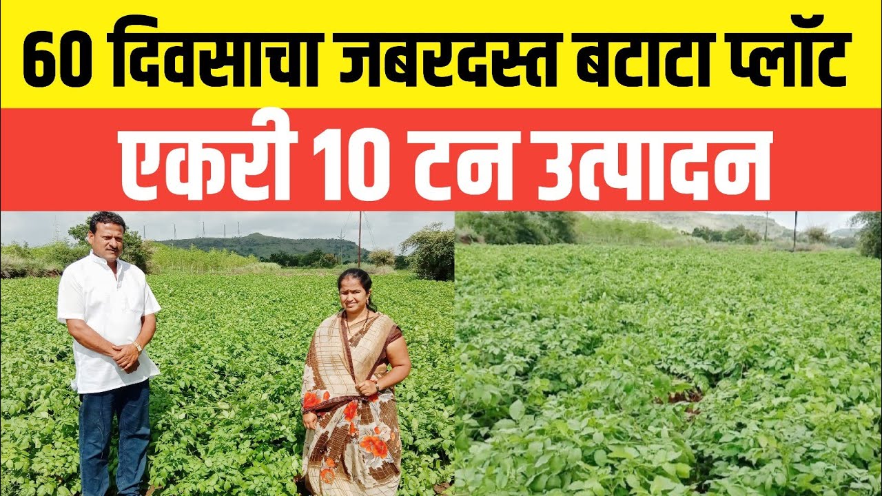 बटाटा लागवड | बटाटा लागवड ते काढणी संपूर्ण माहिती | potato farming in marathi | batata lagwad
