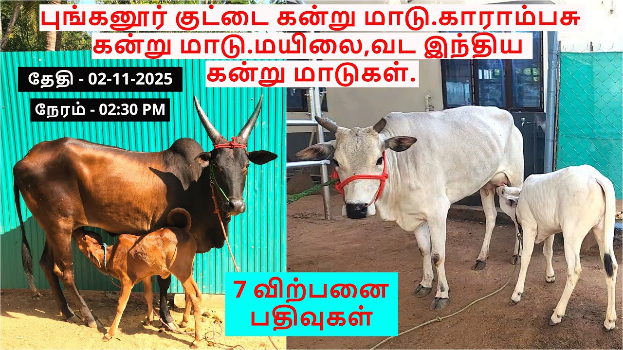 7-விற்பனை பதிவுகள்.புங்கனூர் குட்டை கன்று மாடு.காராம்பசு கன்று மாடு.மயிலை,வட இந்திய கன்று மாடுகள்.