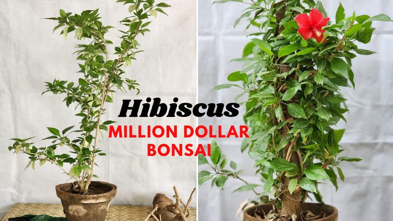 hibiscus bonsai making | tanuki bonsai | @Bonsaiart324  | @urbangardeningofficial | @BonsaiAndAll