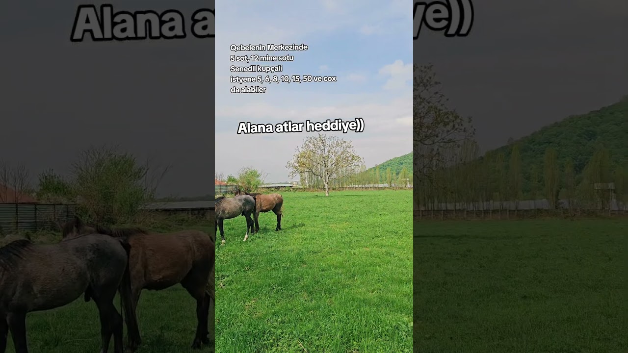 Qebelede torpaq satışı  5, 7, 10, 20 ve her &ouml;l&ccedil;&uuml;de.#satılan #torpaq #emlak