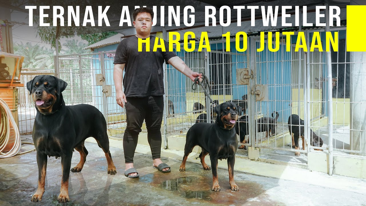 Peternakan Anjing Rottweiler, Harga Anak Anjing Mulai 10 Jutaan