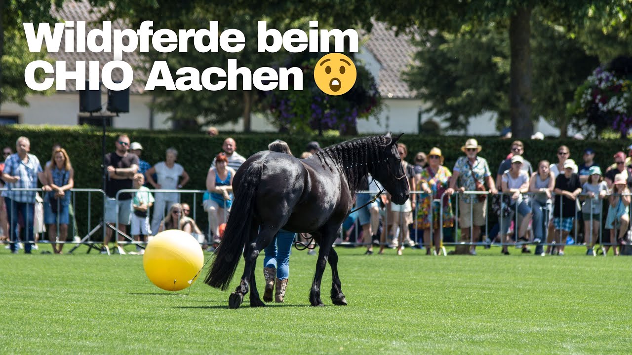 Wildpferde treffen auf das Weltfest des Pferdesportes | CHIO Aachen 2025