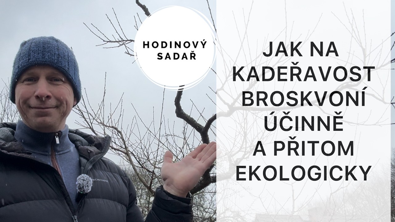 🌳 Boj s kadeřavostí broskvoně bez chemie 🌳 Přípravky, koncentrace, postupy, postřiky 🌳