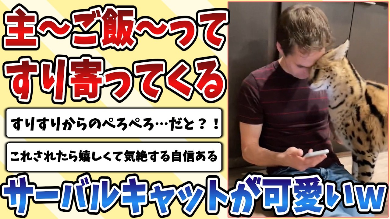 【2ch動物スレ】「主～ご飯～」ってスリスリペロペロしながら寄ってくる【サーバルキャット】があまりにも可愛すぎてやばいｗｗｗ