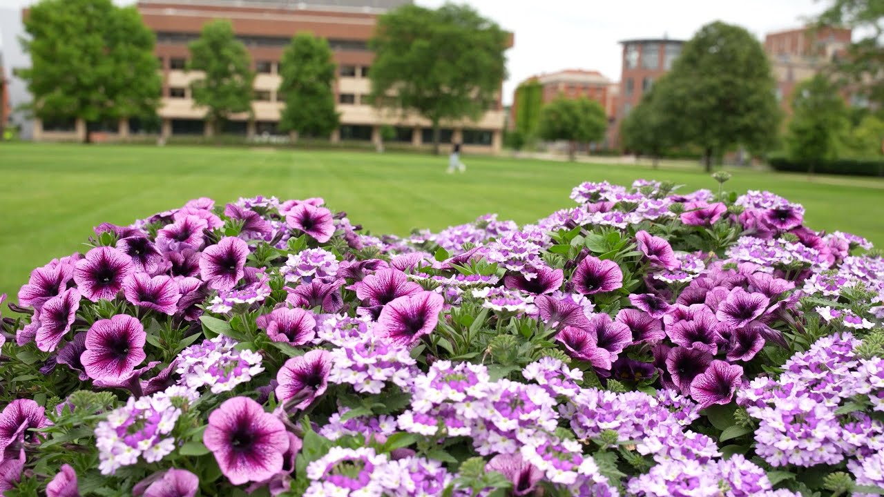 🌷 Behind the Beauty: How Syracuse Maintains Its Picture-Perfect Campus | Syracuse University Today