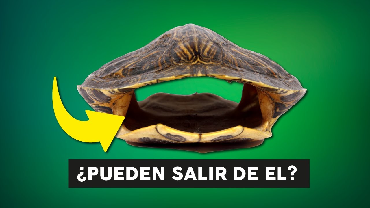 &iquest;Qu&eacute; hay dentro del caparaz&oacute;n de una tortuga? 🐢