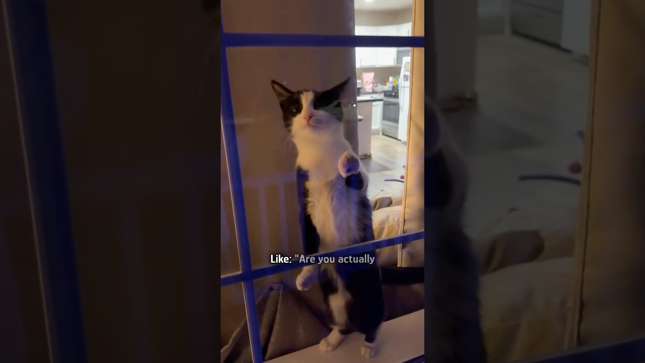 Cat sees off her human every morning #shorts