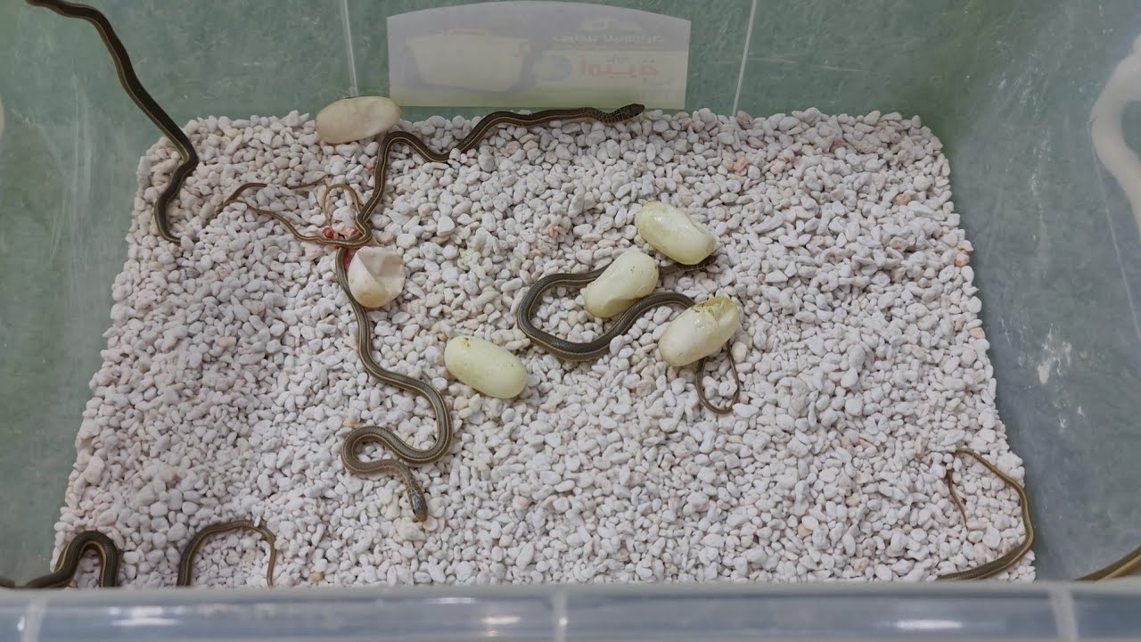 خروج الثعابين من البيض بعد مرور 55 يوم ( Snake hatching )مع احمد الدكرونى
