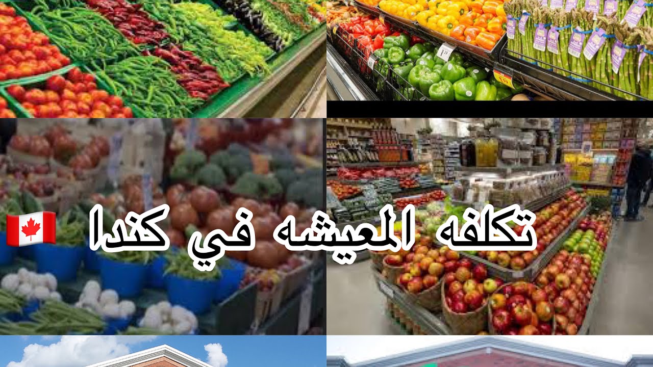 تكلفه المعيشه في مونكتون #كندا 🇨🇦 #كيف هي اسعار الخضر والفواكه $
