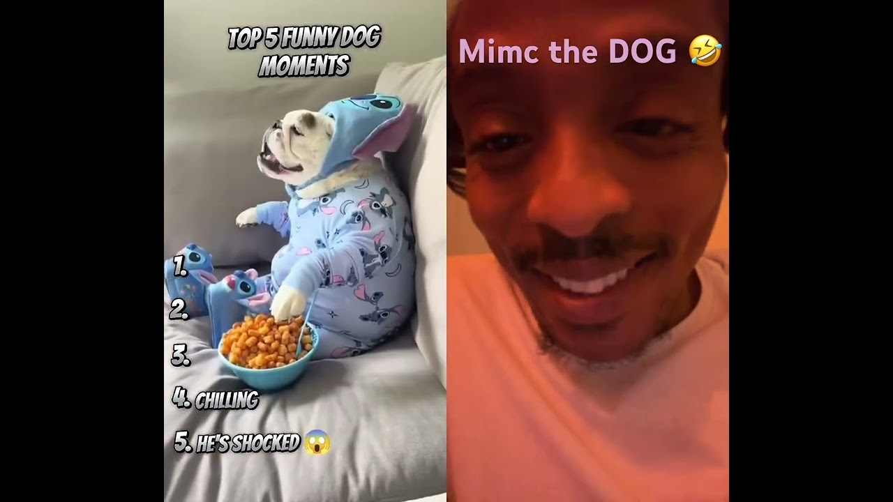 These dogs are too funny Sub 