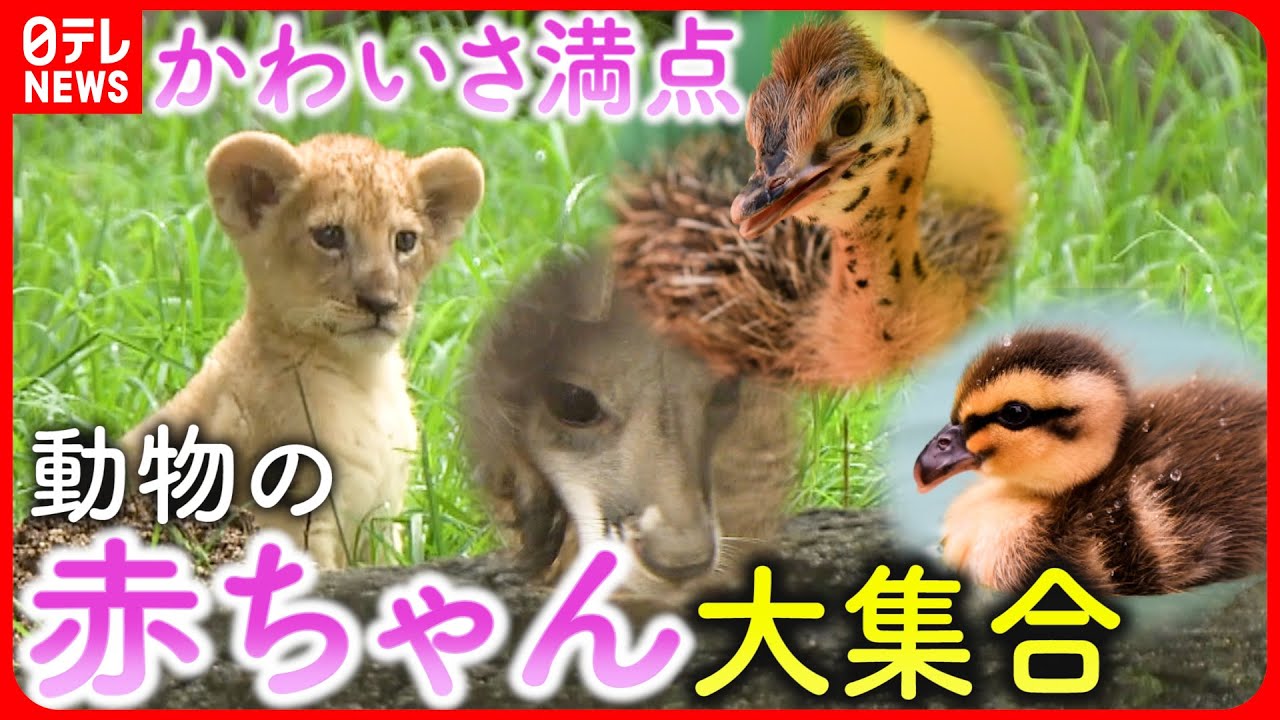 【カワイイ】ライオン＆カンガルー＆ダチョウ！動物の赤ちゃん大集合　愛媛　NNNセレクション