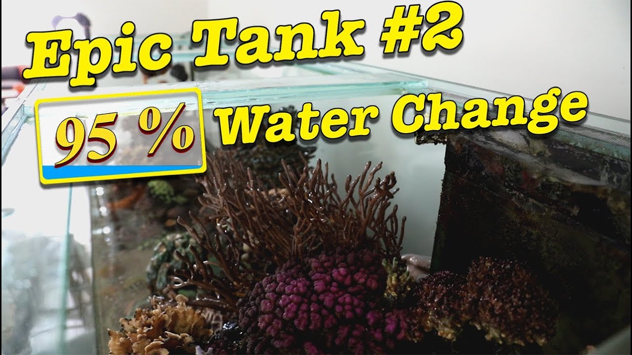 95% Water Change on EPIC tank #2 --- Gallery Aquatica TV