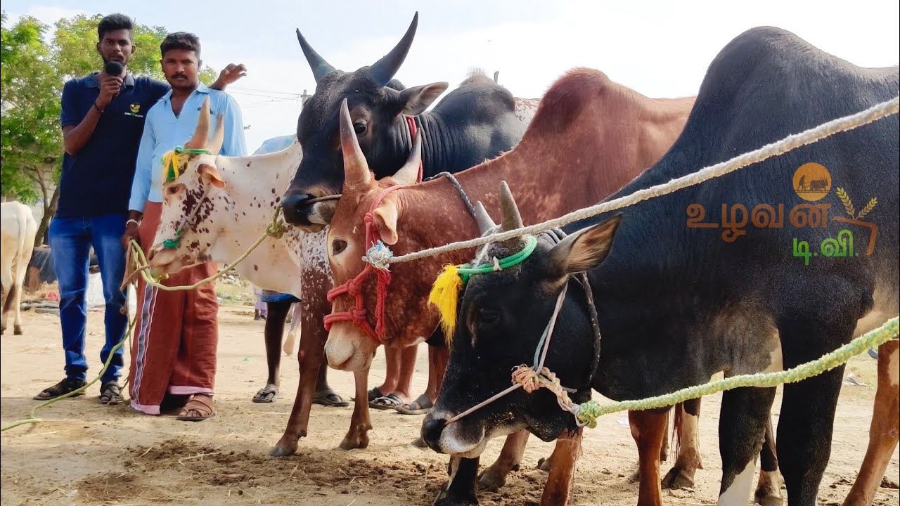 நாட்டு மாடு காளை வாரச் சந்தை  | மிக குறைந்த விலையில் காளை விற்பனை | UzhavanTV