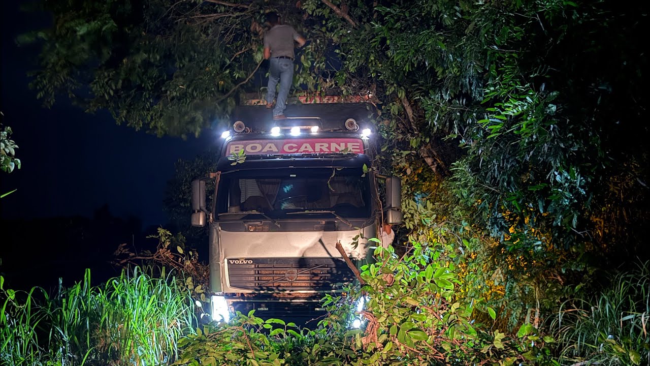 ÁRVORE CAIU NA ESTRADA DO XINGU! 