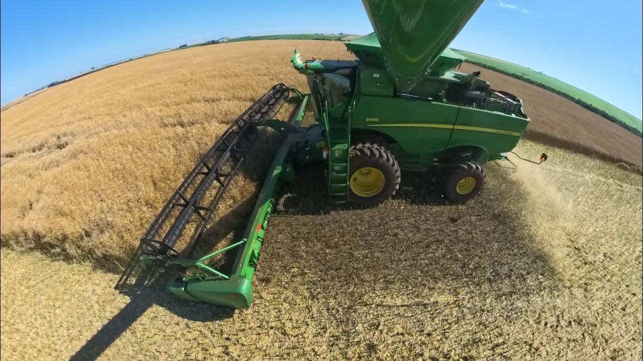 Segundo dia de colheita  da canola 🌱