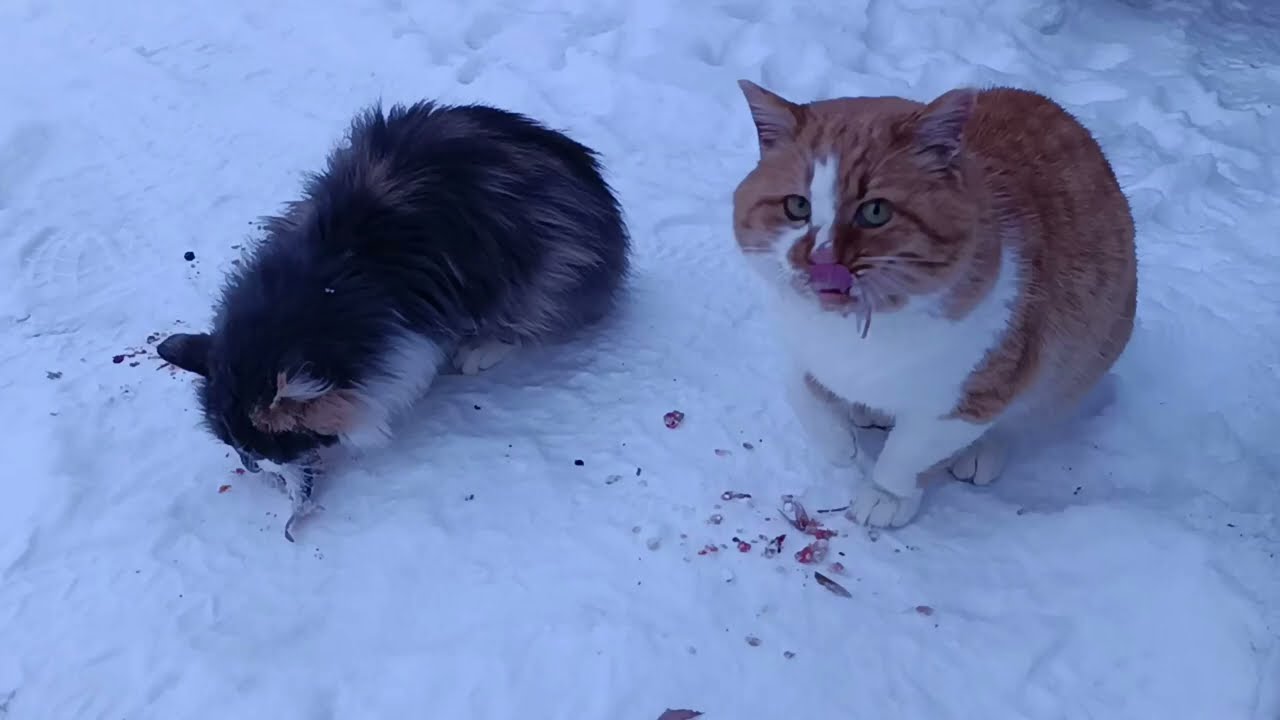Стоят морозы, но Котодетки в тепле!
