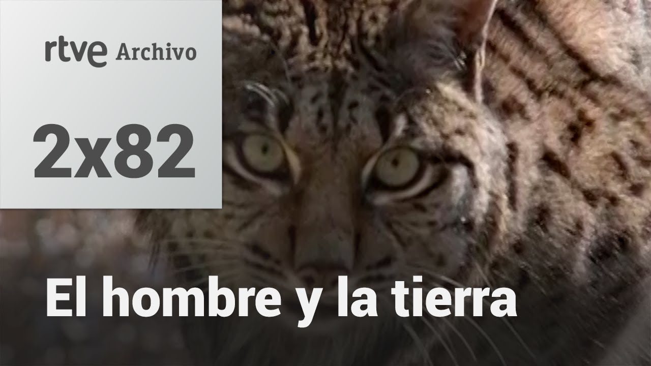 El hombre y la tierra: Capítulo 98 - El último lince | RTVE Archivo