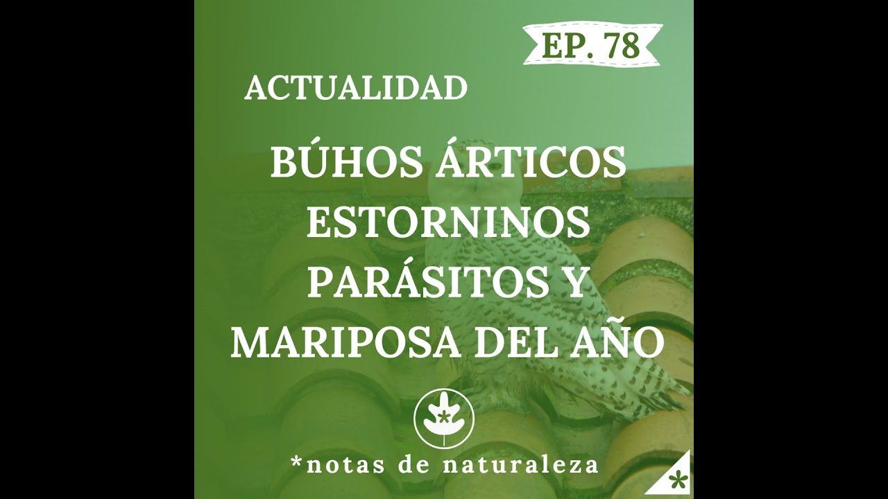 El origen de búhos árticos, estorninos parásitos y mariposa del año #78