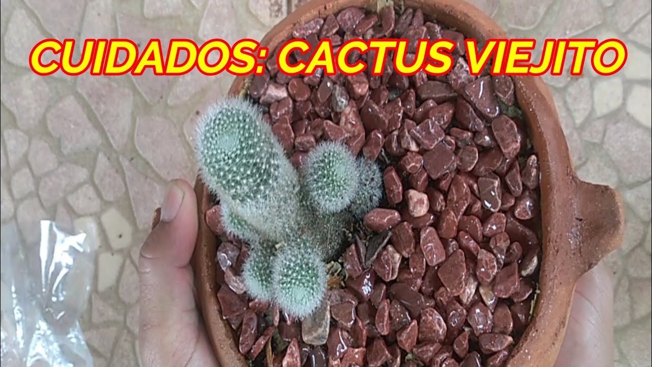 CUIDADOS DEL CACTUS VIEJITO, CACTUS cephalocereus senilis