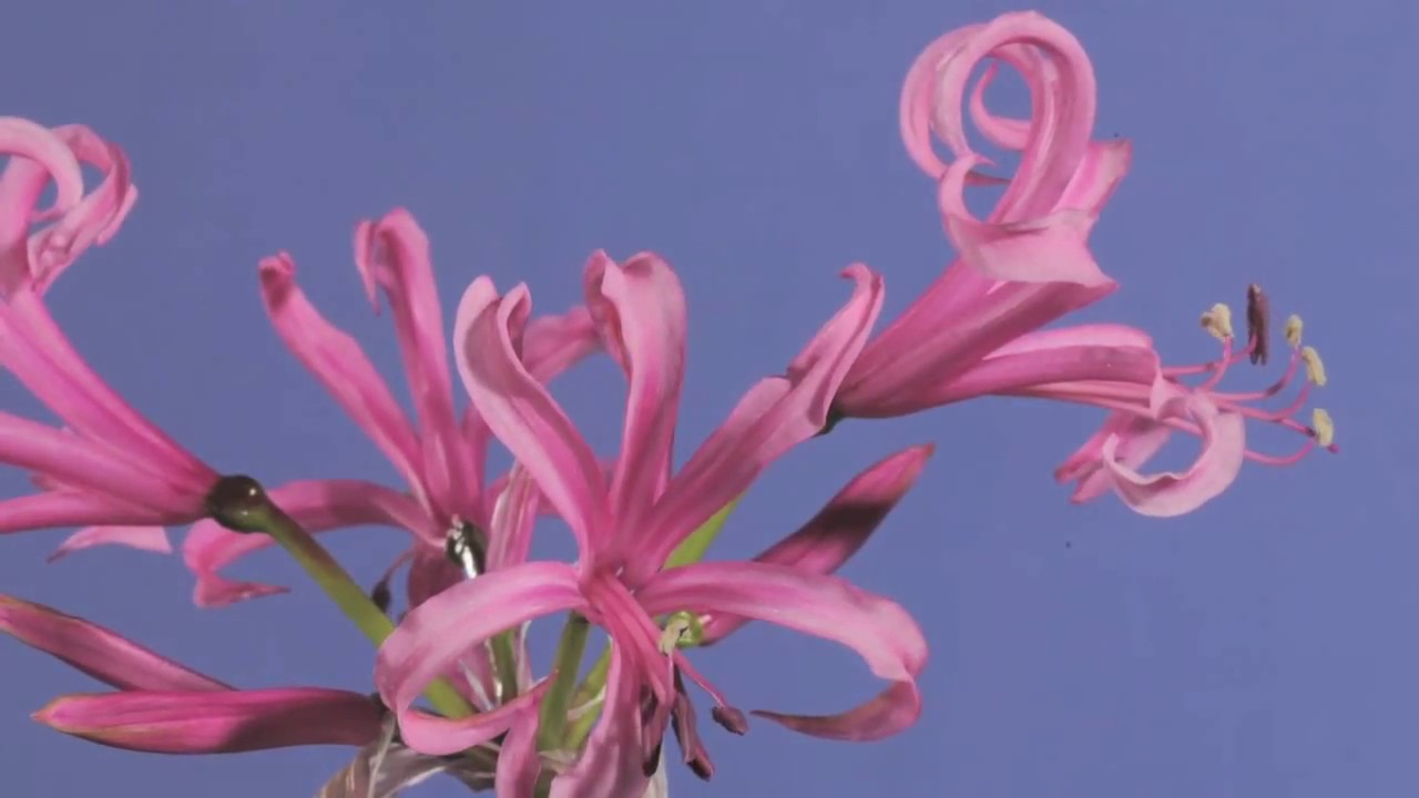 Nerine bowdenii flowers opening time lapse