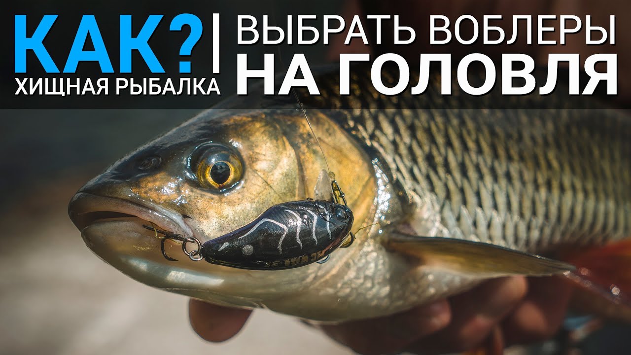 Как выбрать воблеры на голавля?