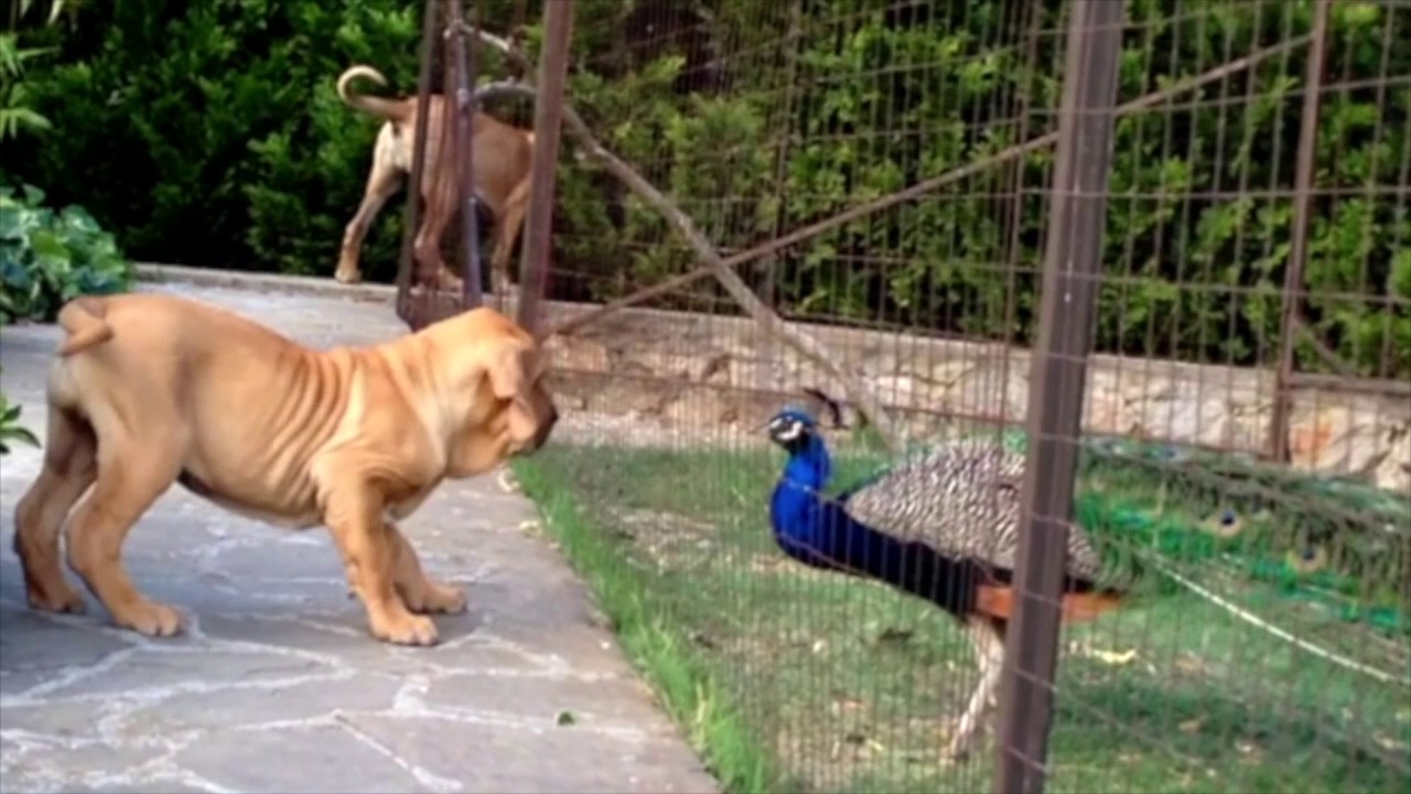 PEROLAS DE BLUE LAGOON Fila Brasileiro