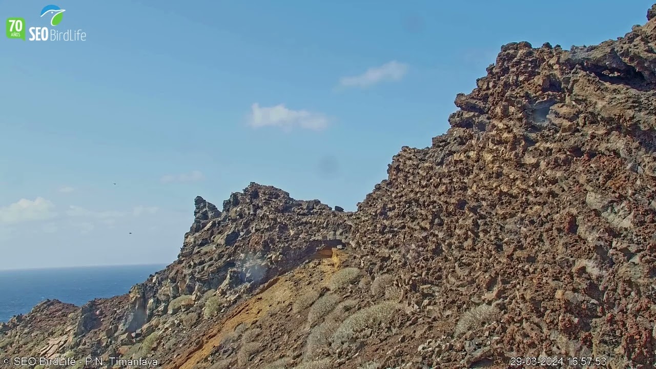 VUELOS DE CORTEJO - Halcón tagarote - Parque Nacional de Timanfaya, Lanzarote, Canarias, España.