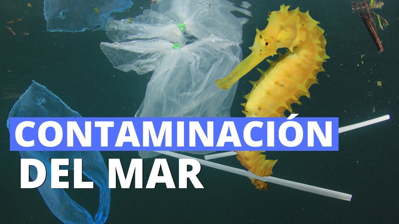 Contaminación del mar: causas, contaminantes y consecuencias