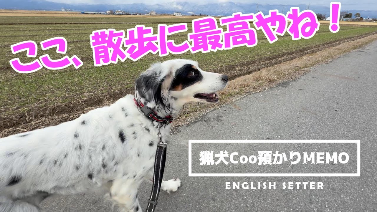 ここたまらん！散歩が楽しい田舎道。イングリッシュセッター預かりメモ1月9日
