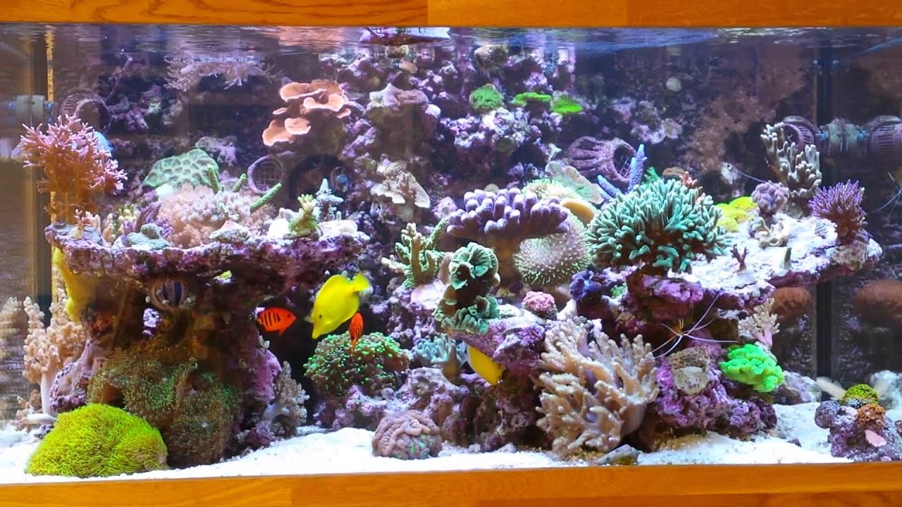 Scheue Fische
